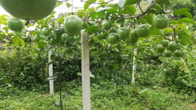 百香果几月份种合适 何时种植百香果最合适？
