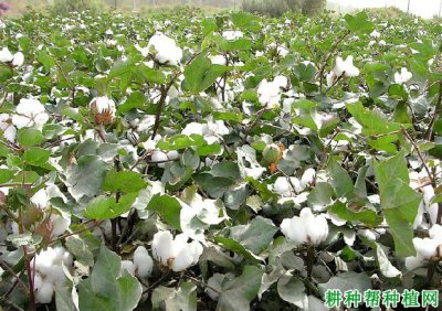 棉花几月份种合适 什么时候种植棉花最合适？
