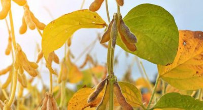 黄豆几月份种合适 黄豆适合什么季节种植？
