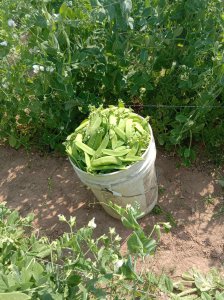 荷兰豆几月份种合适 何时是适合种植荷兰豆的月份？