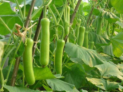 瓠瓜几月份种合适 什么时候适合种植瓠瓜？