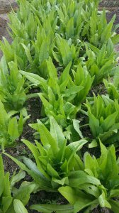 油麦菜几月份种合适 何时适合种植油麦菜？
