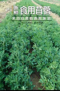 苜蓿草几月份种合适 何时适合种植苜蓿草？