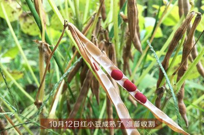 红豆几月份种合适 适合在哪个月份种植红豆？