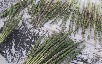 芝麻几月份种合适 什么时候是适合种植芝麻的时间？