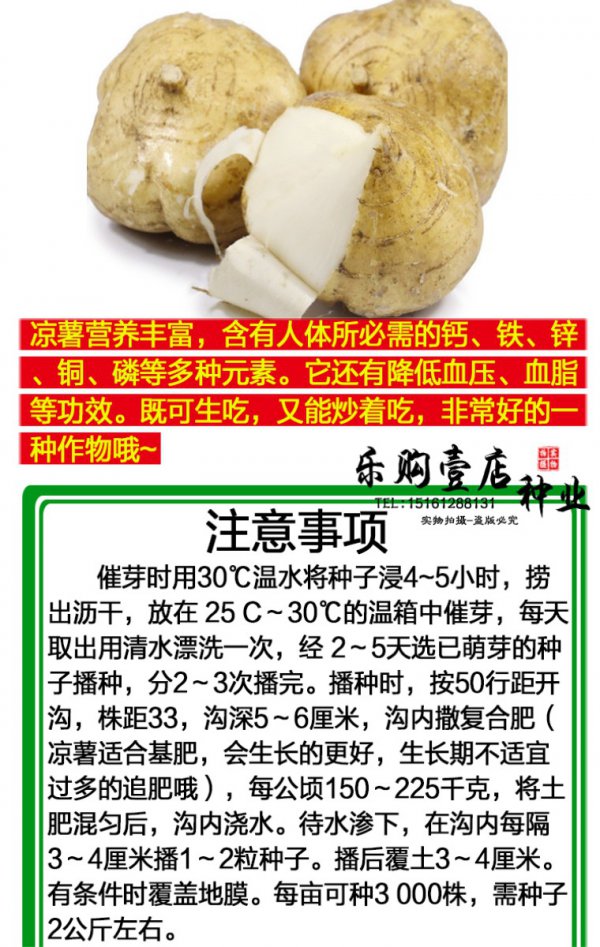 凉薯几月份种合适