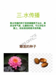 莲子几月份种合适 什么时候适合种植莲子？