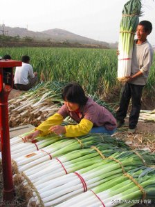 大葱几月份种合适 什么时候种大葱最合适？