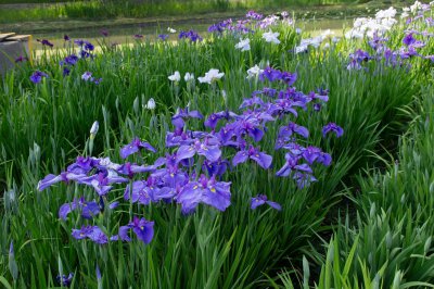 鸢尾几月份种合适 什么季节适合种植鸢尾花？