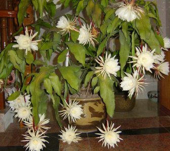 昙花几月份种合适 适合在哪个月份种植昙花？