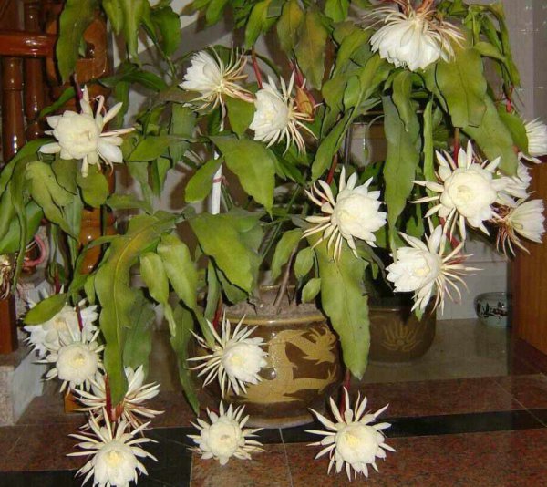 昙花几月份种合适