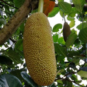 菠萝蜜几月份种合适 什么时候种菠萝蜜比较合适？
