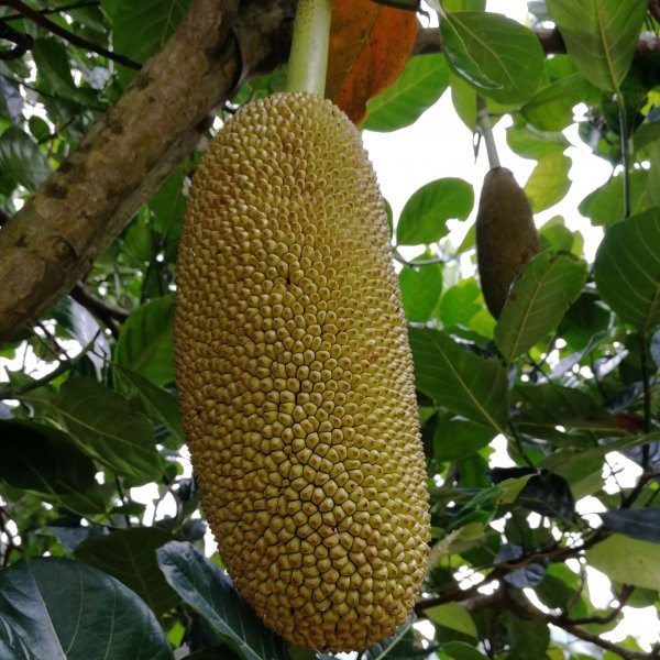 菠萝蜜几月份种合适