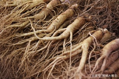 人参几月份种合适 何时适合种植人参？