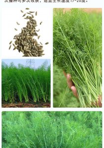 茴香几月份种合适 什么时候种植茴香最合适？