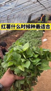 地瓜几月份种合适 什么时候适合种植地瓜？