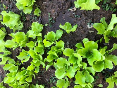 生菜喜阴还是喜阳光的植物 生菜是喜欢阴凉还是阳光的植物？