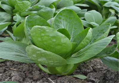 小白菜几月份种合适 什么时候种小白菜最好？