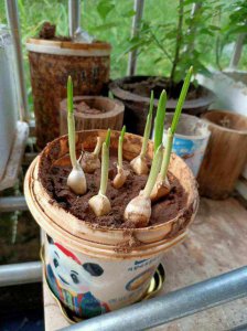 大蒜几月份种合适 什么季节适合种植大蒜？