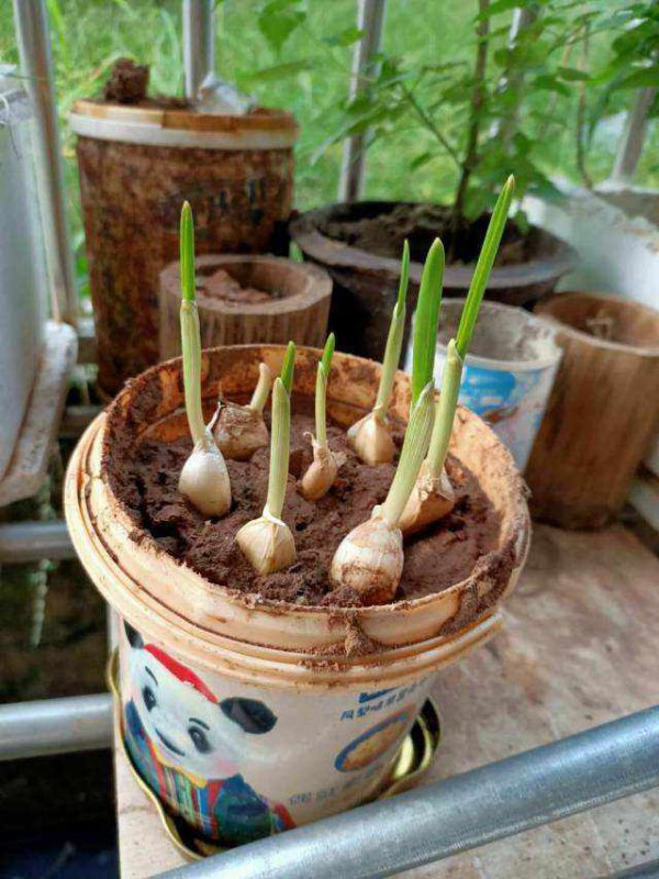 大蒜几月份种合适