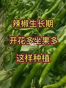 辣椒几月份种合适 什么时候适合种植辣椒？