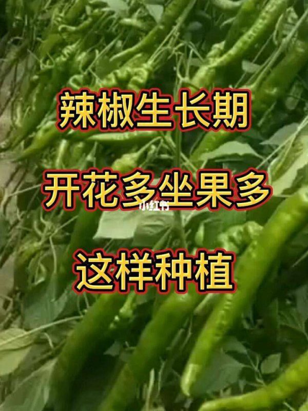 辣椒几月份种合适