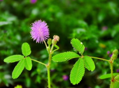 含羞草喜阴还是喜阳光的植物 含羞草是喜阳光还是喜阴的？