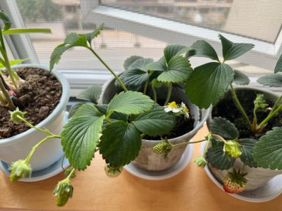 草莓能晒太阳吗 草莓需要阳光吗？