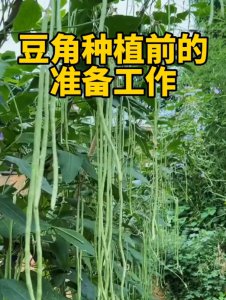 豆角几月份种合适 何时种植豆角最合适？