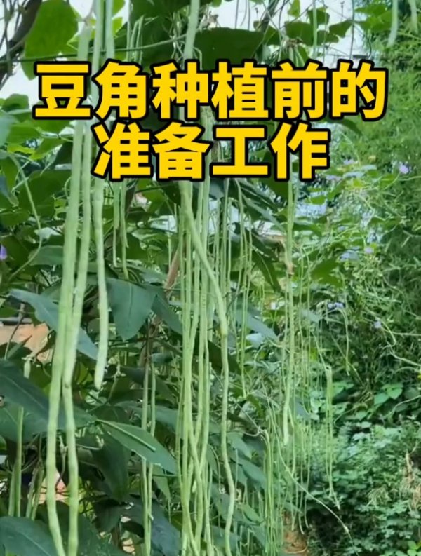 豆角几月份种合适