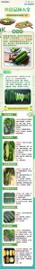水果黄瓜几月份种合适 何时最适合种植水果黄瓜？