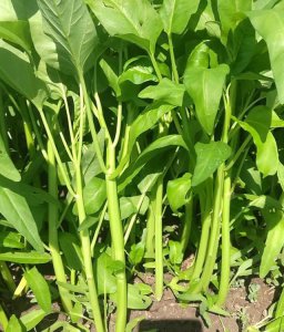 空心菜几月份种合适 什么时候适合种植空心菜？