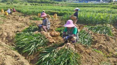 生姜几月份种合适 何时适合种植生姜？