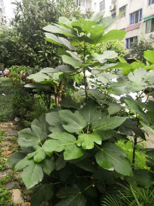 无花果树喜阴还是喜阳光的植物 喜阴的无花果树

喜阳的无花果树