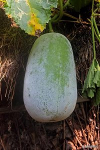 冬瓜几月份种合适 何时适合种植冬瓜？