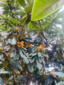 枇杷树冬天能栽活吗 冬天能种植枇杷树吗？