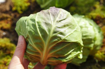 牛心菜和圆菜是一种菜吗 牛心菜和圆菜是否同种植物？