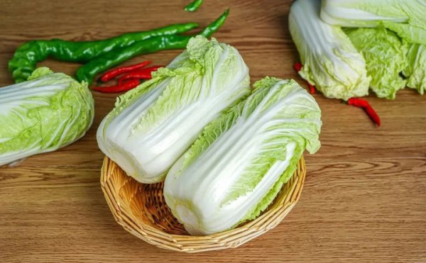 娃娃菜和白菜是一种菜吗