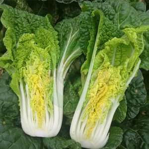 快菜和奶白菜是一种菜吗 快菜和奶白菜是同一种蔬菜吗？