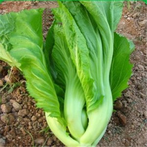 盖菜和快菜是一种菜吗 盖菜和快菜归属同一类别吗？