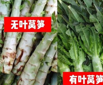 莴笋和青笋是一种菜吗 莴笋和青笋是同一种蔬菜吗？