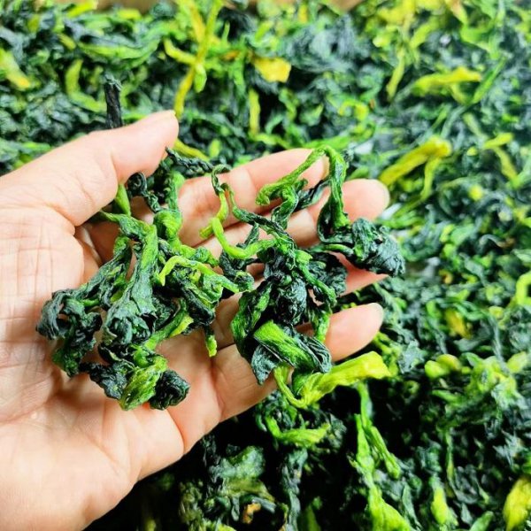 橄榄菜和万年青是一种菜吗