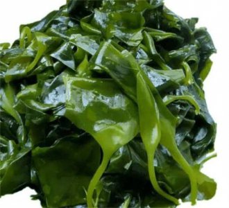海藻菜和裙带菜是一种菜吗 海藻菜和裙带菜是否同属一种海洋蔬菜？