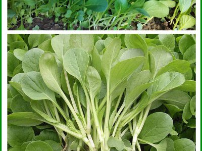 鸡毛菜和油菜是一种菜吗 鸡毛菜和油菜是同一种蔬菜吗？
