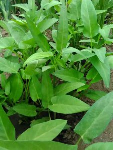 空心菜和菜心是一种菜吗 空心菜与菜心是否同种植物？