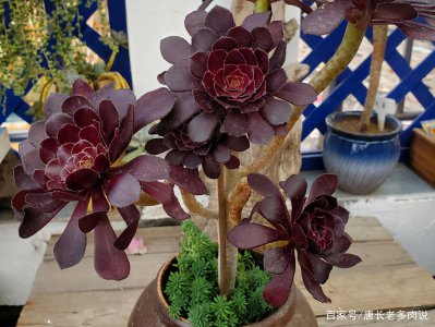 黑法师能晒太阳吗 黑法师可以曝晒太阳吗？