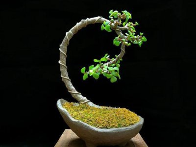 金枝玉叶喜阴还是喜阳光的植物 金枝玉叶喜阴还是喜阳？