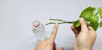 白糖可以浇花吗 可以用白糖浇花吗？
用白糖浇花有用吗？
