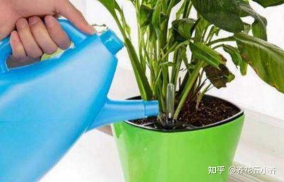 米醋可以浇花吗 可以用米醋浇花吗？