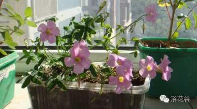 宝宝的尿可以浇花吗 宝宝尿对植物有益吗？